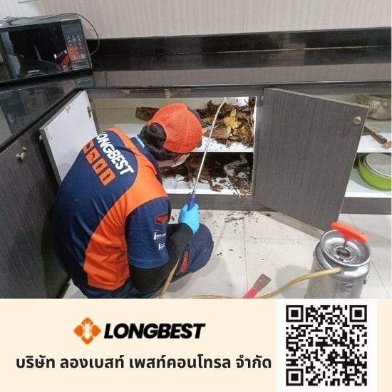 รับกำจัดหนูและแมลง  รับกำจัดหนูและแมลง